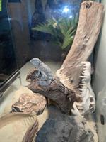 Skorpionschwanzgecko mit eingerichtetem Terrarium