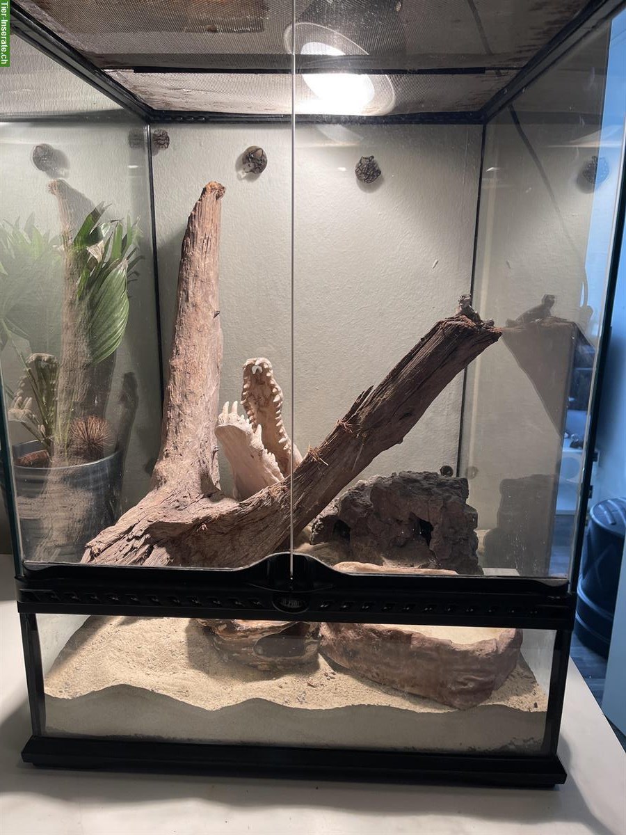 Bild 2: Skorpionschwanzgecko mit eingerichtetem Terrarium