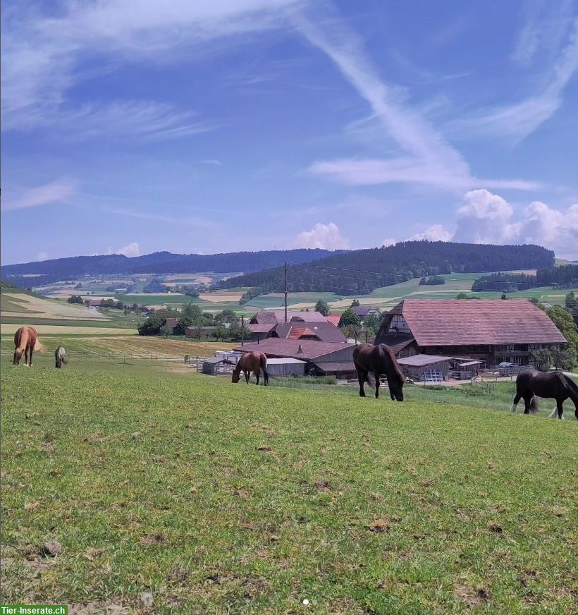 1 bis 2 Offenstallplätze in 8er Gruppe frei! Tägertschi, Bern