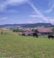 1 bis 2 Offenstallplätze in 8er Gruppe frei! Tägertschi, Bern