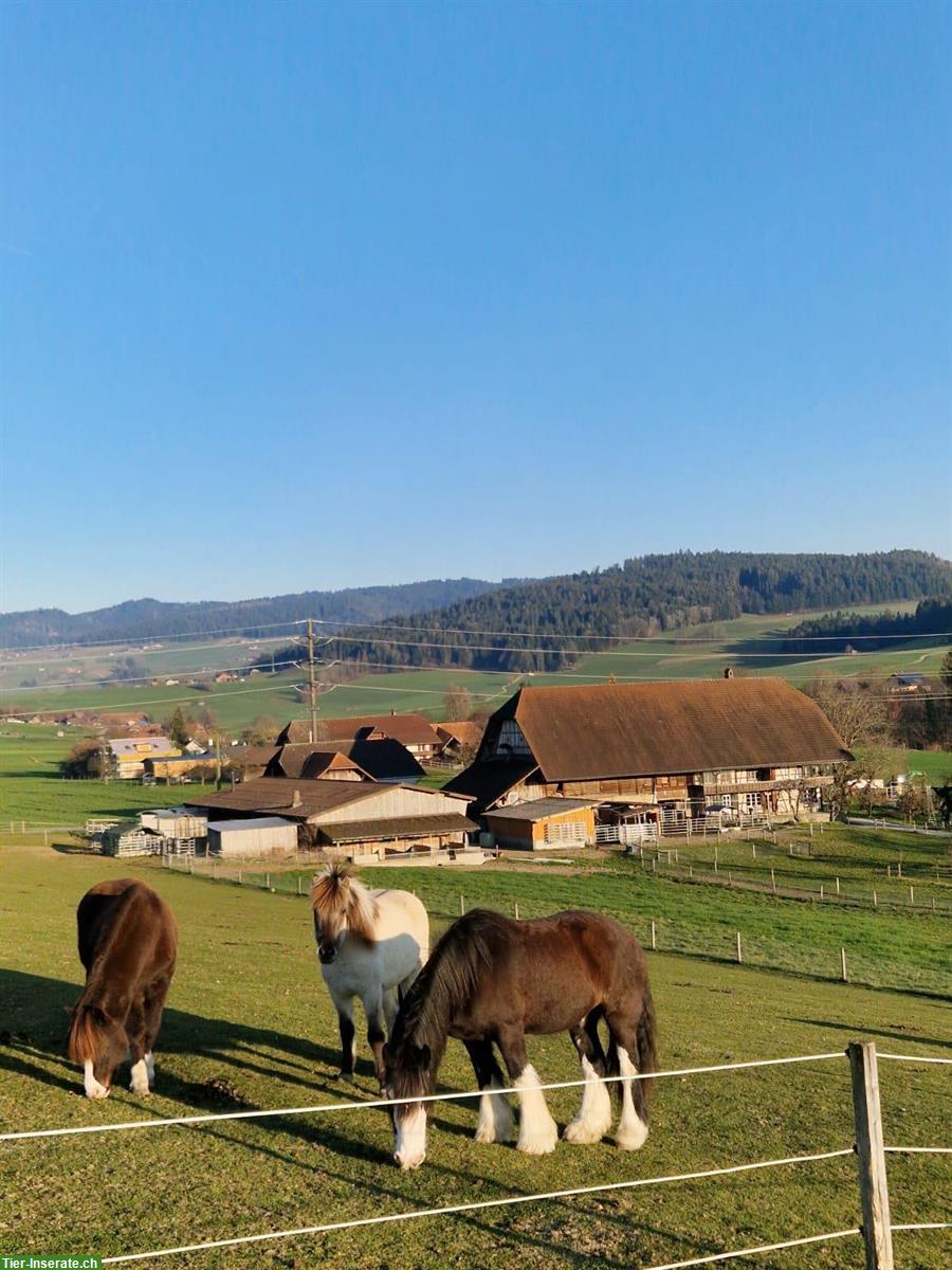 Bild 2: 1 bis 2 Offenstallplätze in 8er Gruppe frei! Tägertschi, Bern
