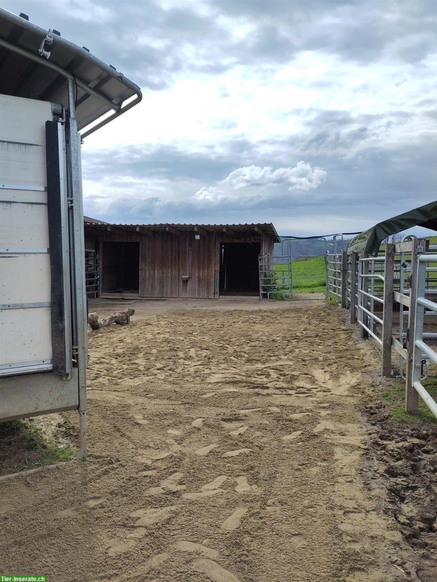 Bild 6: 1 bis 2 Offenstallplätze in 8er Gruppe frei! Tägertschi, Bern