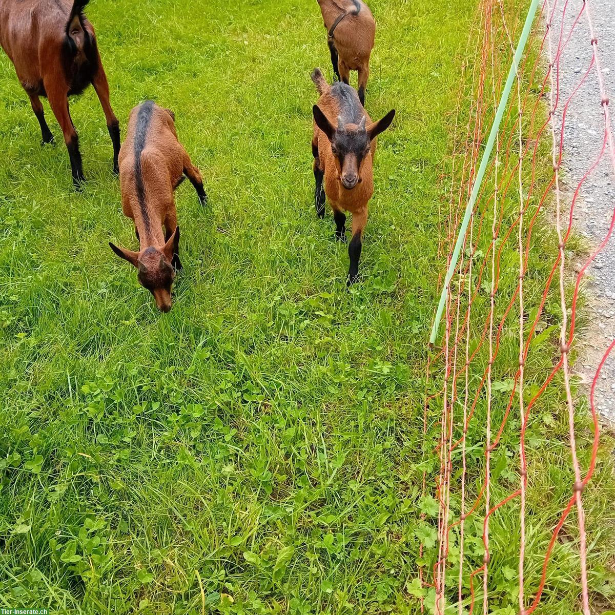 Brienzer Gitzi / Geiss mit Horn zu verkaufen