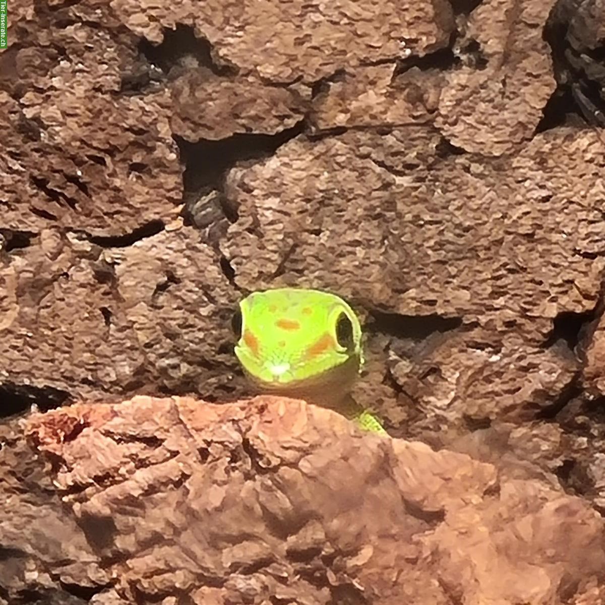 Phelsuma Grandis Weibchen zu verkaufen