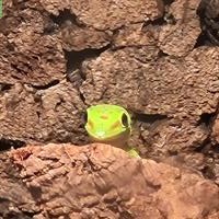 Phelsuma Grandis Weibchen zu verkaufen