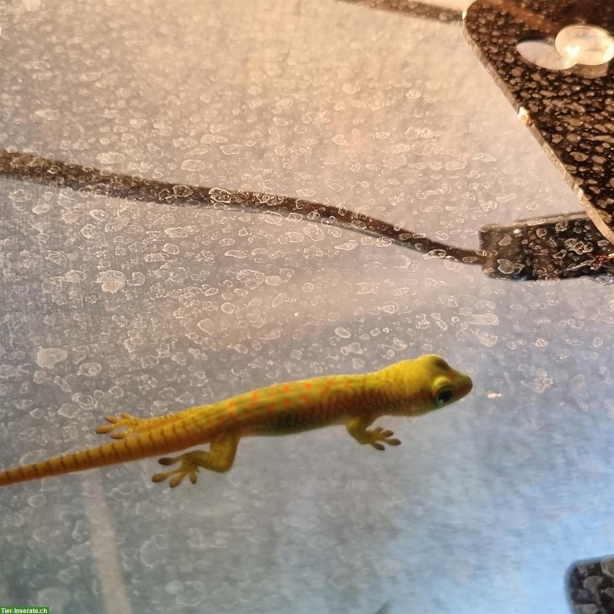 Bild 2: Phelsuma Grandis Weibchen zu verkaufen