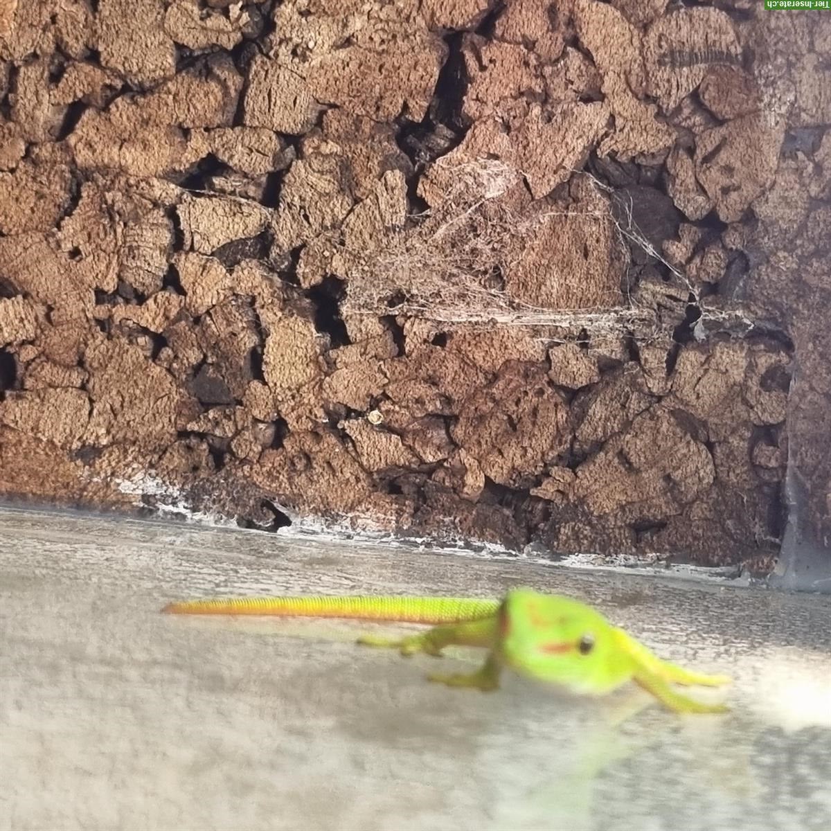Bild 3: Phelsuma Grandis Weibchen zu verkaufen