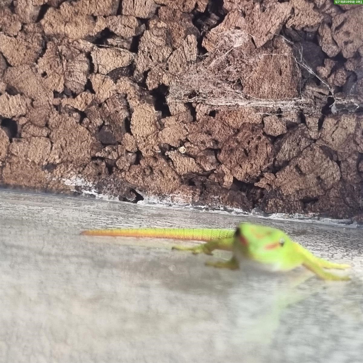 Bild 4: Phelsuma Grandis Weibchen zu verkaufen