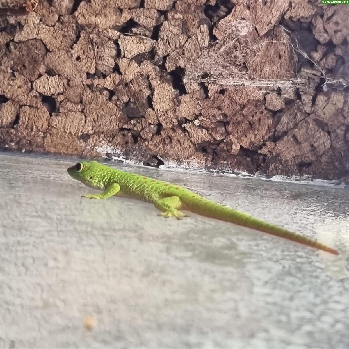 Bild 5: Phelsuma Grandis Weibchen zu verkaufen