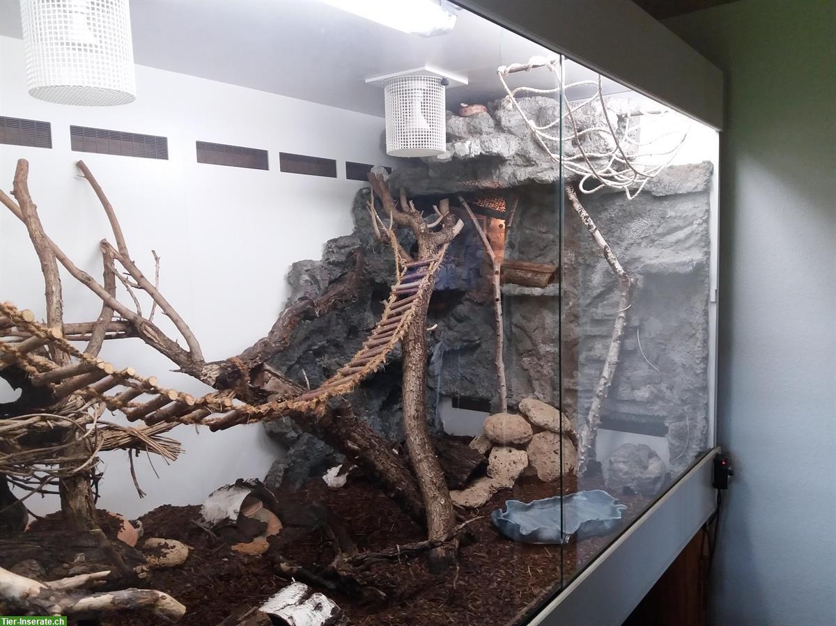 Kornnattern mit riesigem Forex Terrarium zu verkaufen