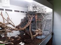 Kornnattern mit riesigem Forrex Terrarium zu verkaufen