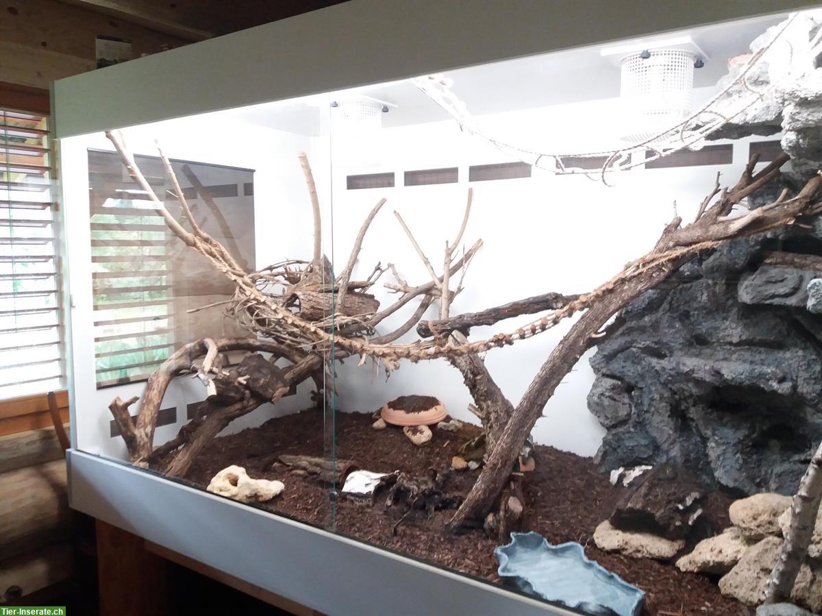 Bild 2: Kornnattern mit riesigem Forex Terrarium zu verkaufen