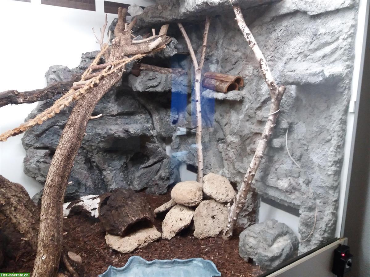 Bild 5: Kornnattern mit riesigem Forex Terrarium zu verkaufen