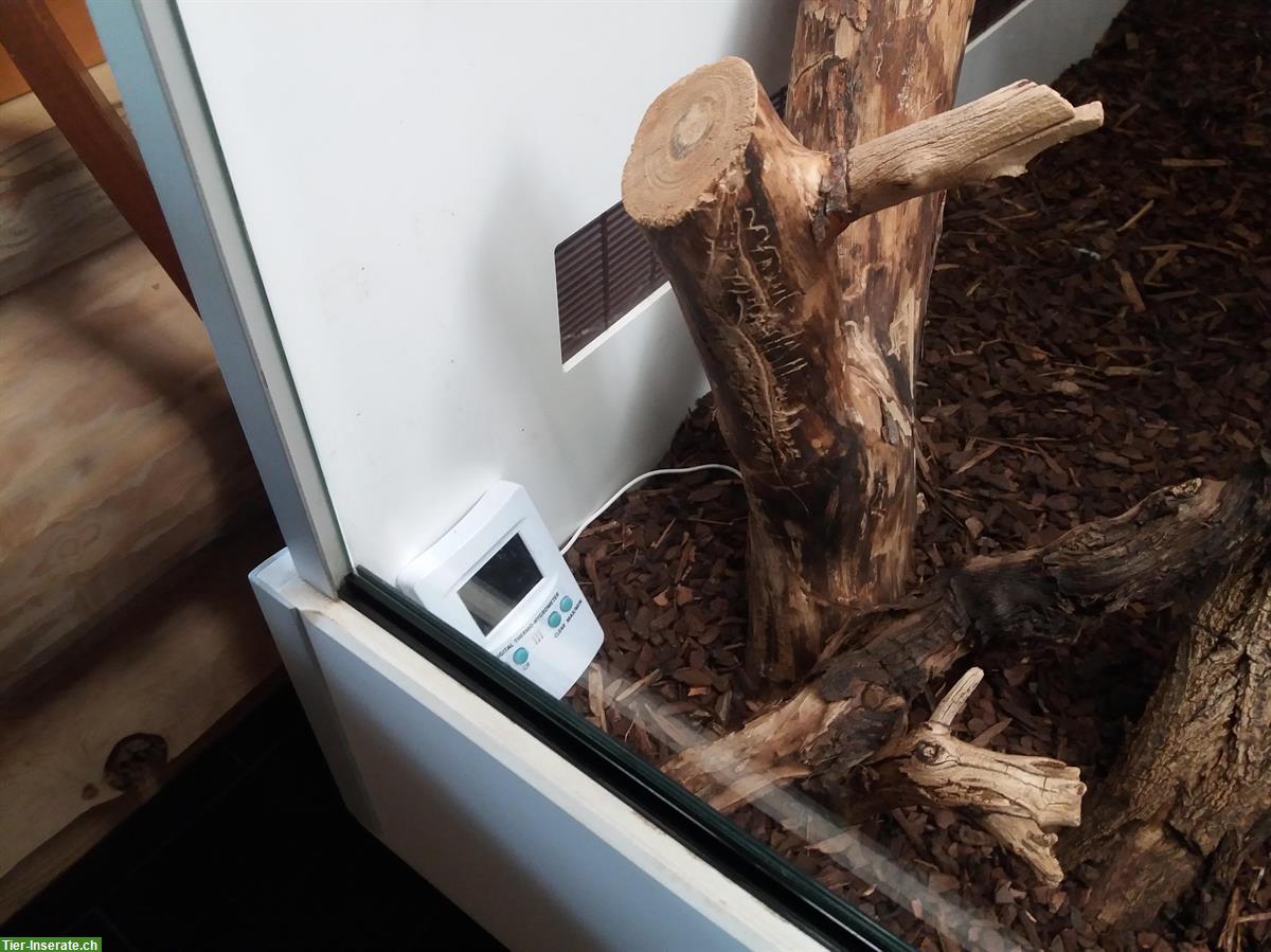 Bild 8: Kornnattern mit riesigem Forex Terrarium zu verkaufen