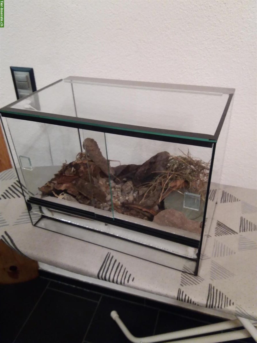 Bild 9: Kornnattern mit riesigem Forex Terrarium zu verkaufen