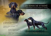 Gończy Polski / Polnischer Jagdhund - Welpen