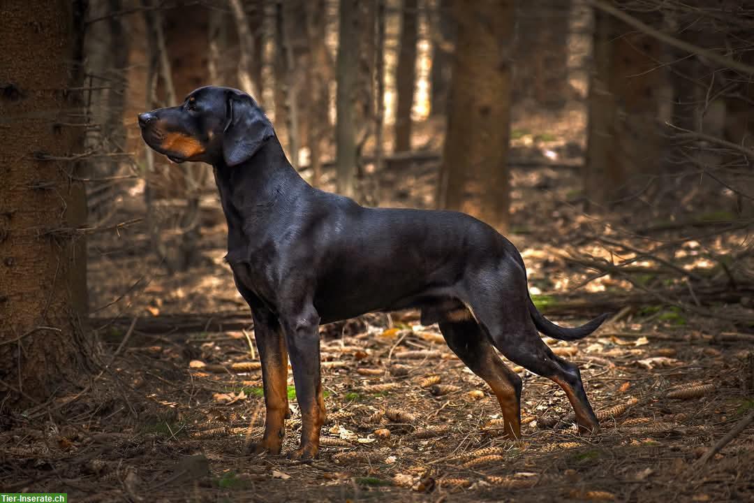 Bild 2: Gończy Polski / Polnischer Jagdhund - Welpen