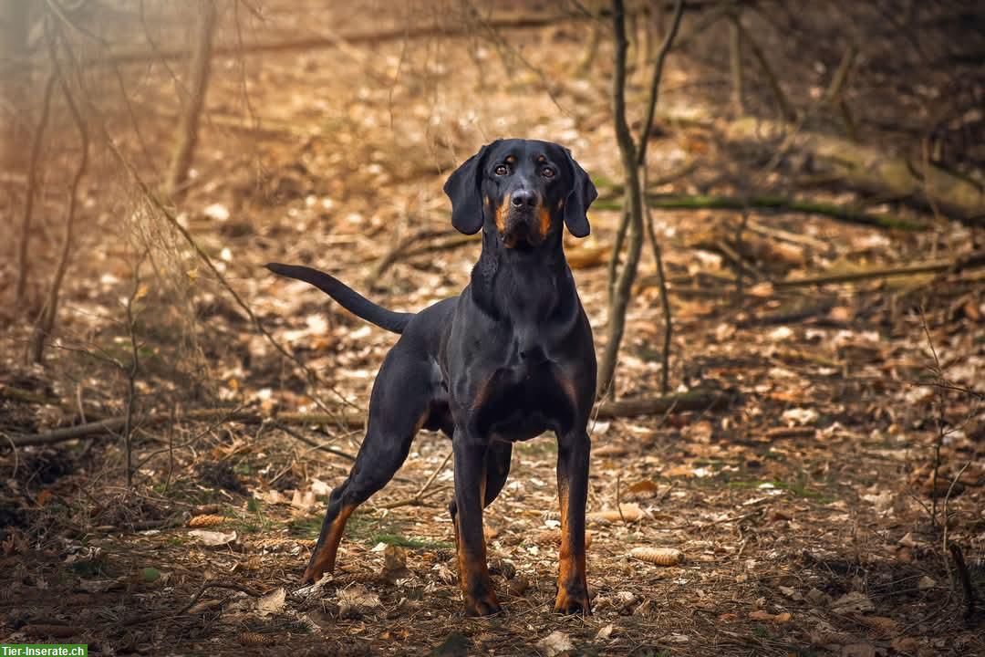 Bild 3: Gończy Polski / Polnischer Jagdhund - Welpen