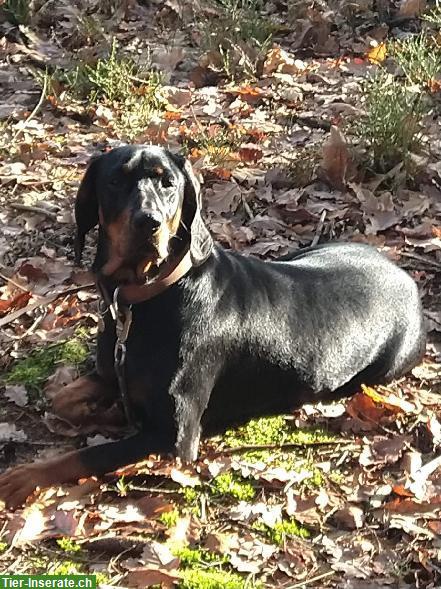 Bild 4: Gończy Polski / Polnischer Jagdhund - Welpen