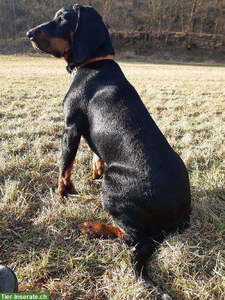 Bild 5: Gończy Polski / Polnischer Jagdhund - Welpen