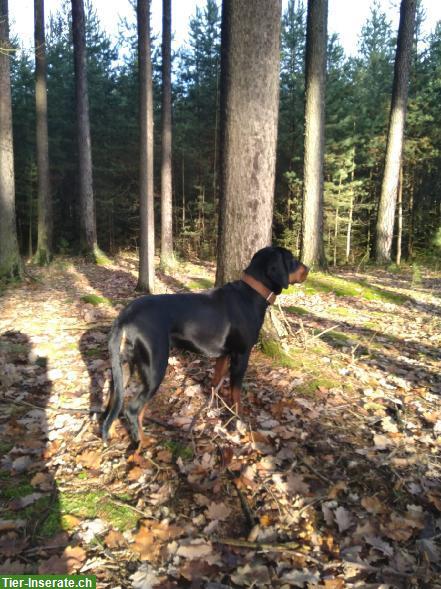 Bild 6: Gończy Polski / Polnischer Jagdhund - Welpen