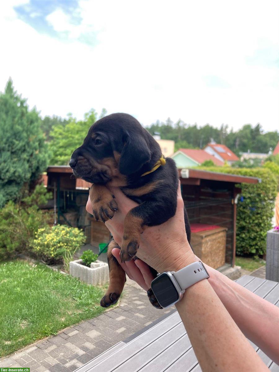 Bild 7: Gończy Polski / Polnischer Jagdhund - Welpen
