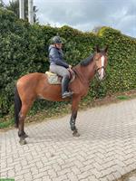 Biete Reitbeteiligung in Winkel im ZH-Unterland