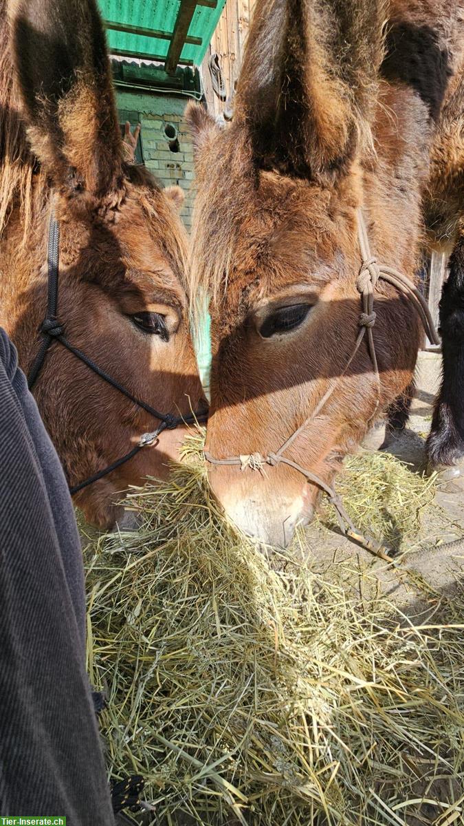 Reitbeteiligung für zwei Maultiere, ZH-Oberland