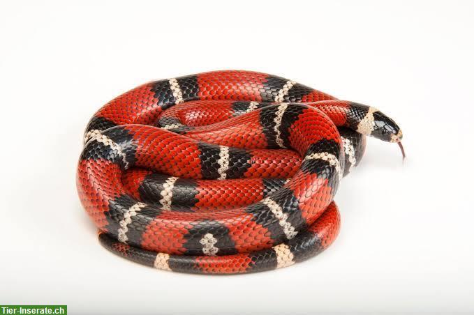 1.0 Lampropeltis triangulum sinaloae + Exo Terra Terrarium