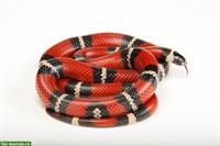 1.0 Lampropeltis triangulum sinaloae + Exo Terra Terrarium