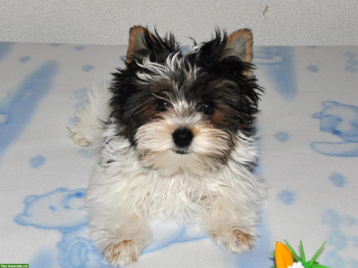 Yorkshire Terrier - Biewer Welpen aus Schweizer Zucht