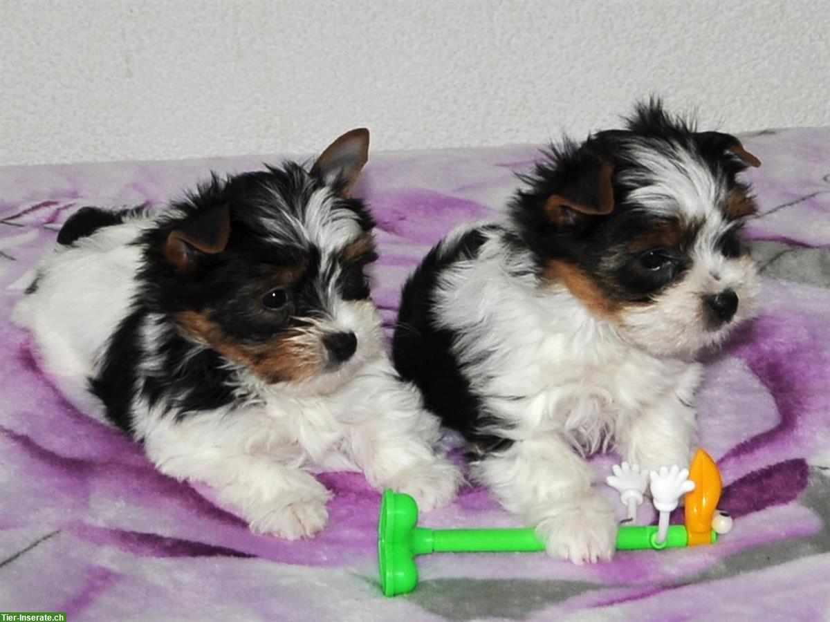 Bild 2: Yorkshire Terrier - Biewer Welpen aus Schweizer Zucht
