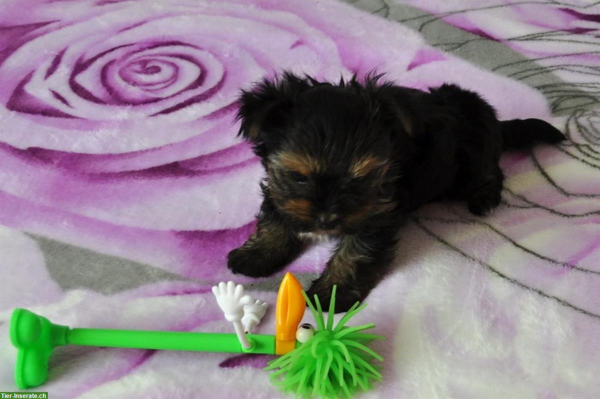Bild 3: Yorkshire Terrier - Biewer Welpen aus Schweizer Zucht