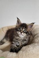 Junger Maine Coon Kater Juki sucht sein Traumzuhause