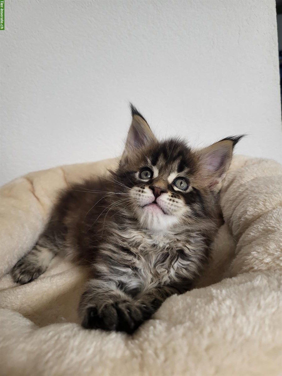 Bild 2: Junger Maine Coon Kater Juki sucht sein Traumzuhause