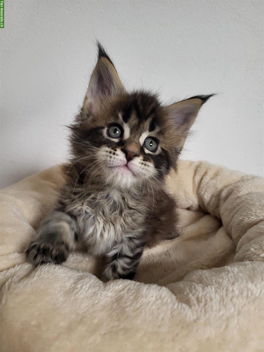 Bild 3: Junger Maine Coon Kater Juki sucht sein Traumzuhause