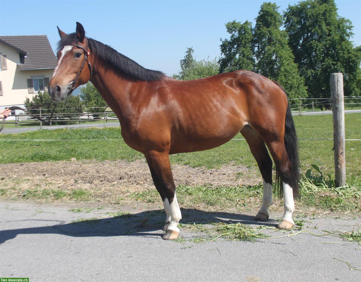Freiberger Stute, 13-jährig, 157cm gross
