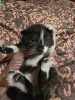 Junge Katzenbabys suchen ein zu Hause