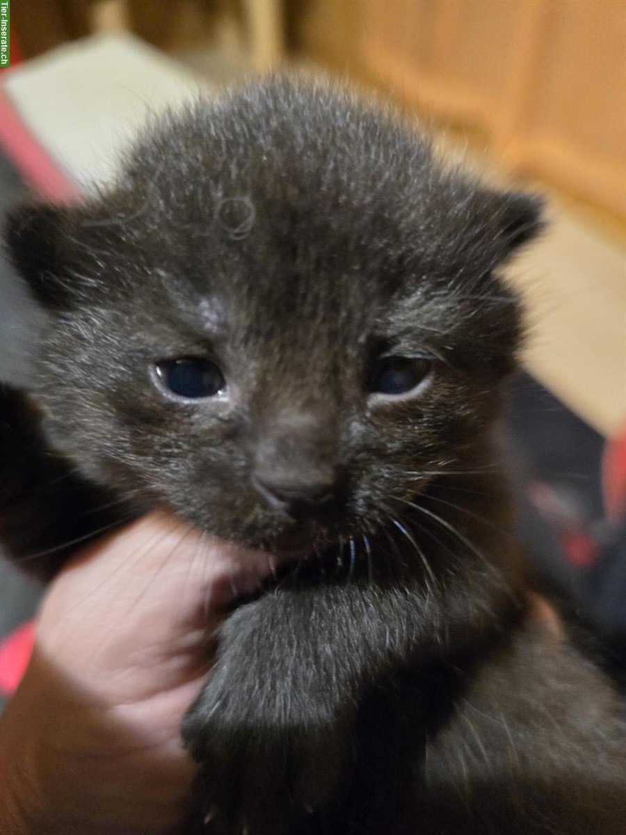 Bild 2: Junge Katzenbabys suchen ein zu Hause