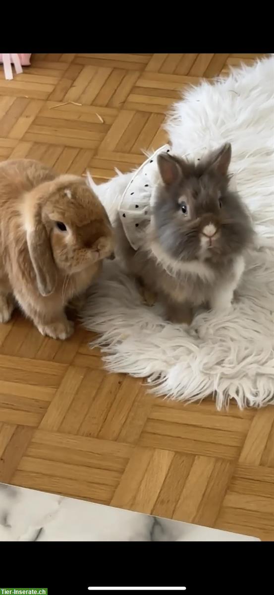 GRATIS: 2 süsse Zwergkaninchen zu verschenken