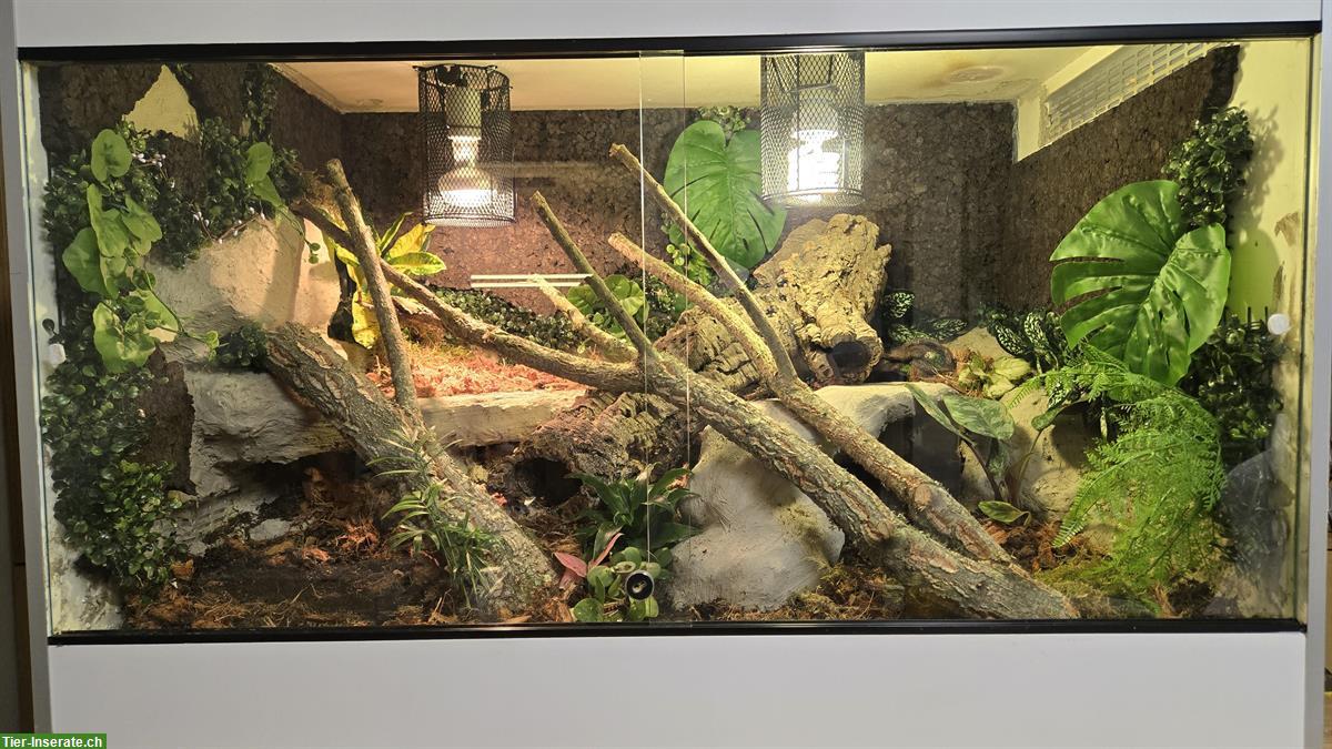 Bild 7: 0.5 Kornnatter Mädels mit Terrarium