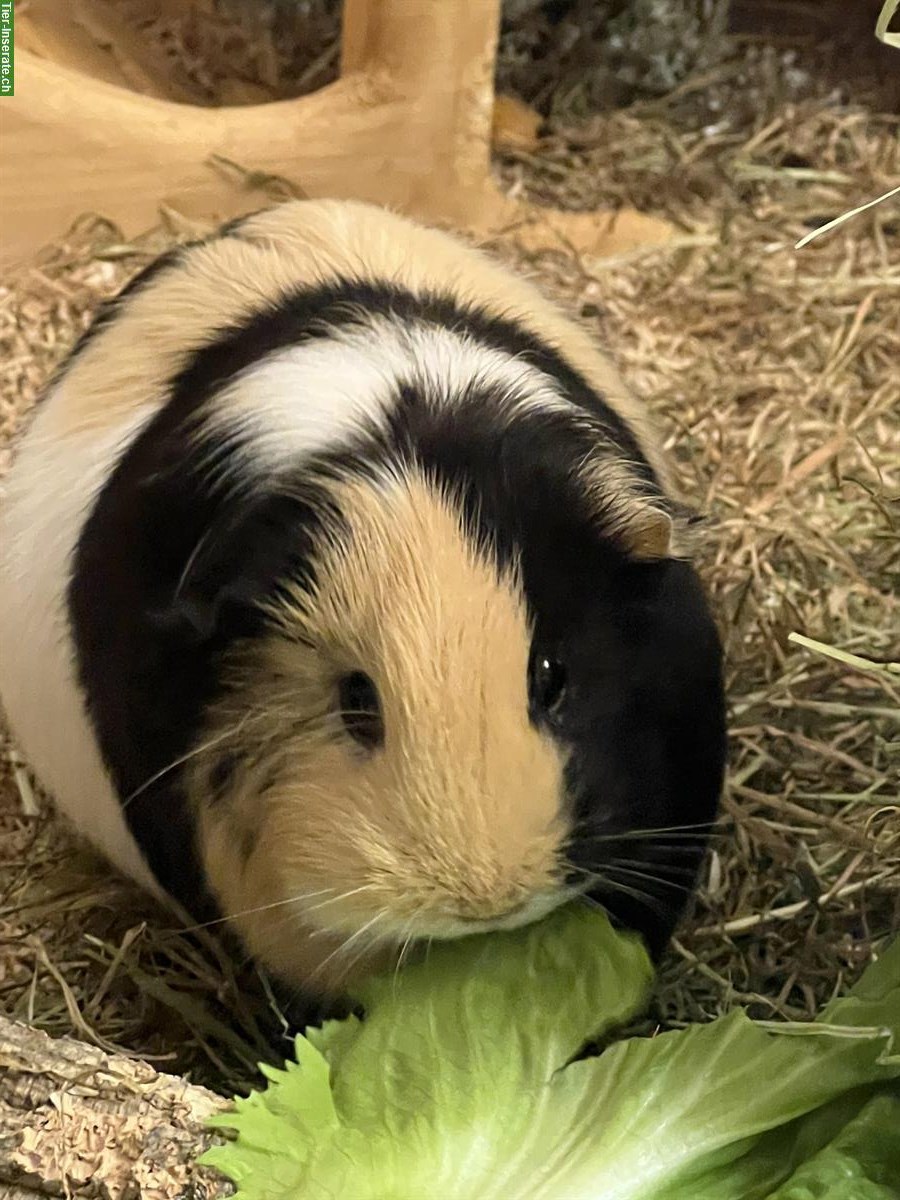 3 Glatthaar Meerschweinchen, männlich kastriert, abzugeben