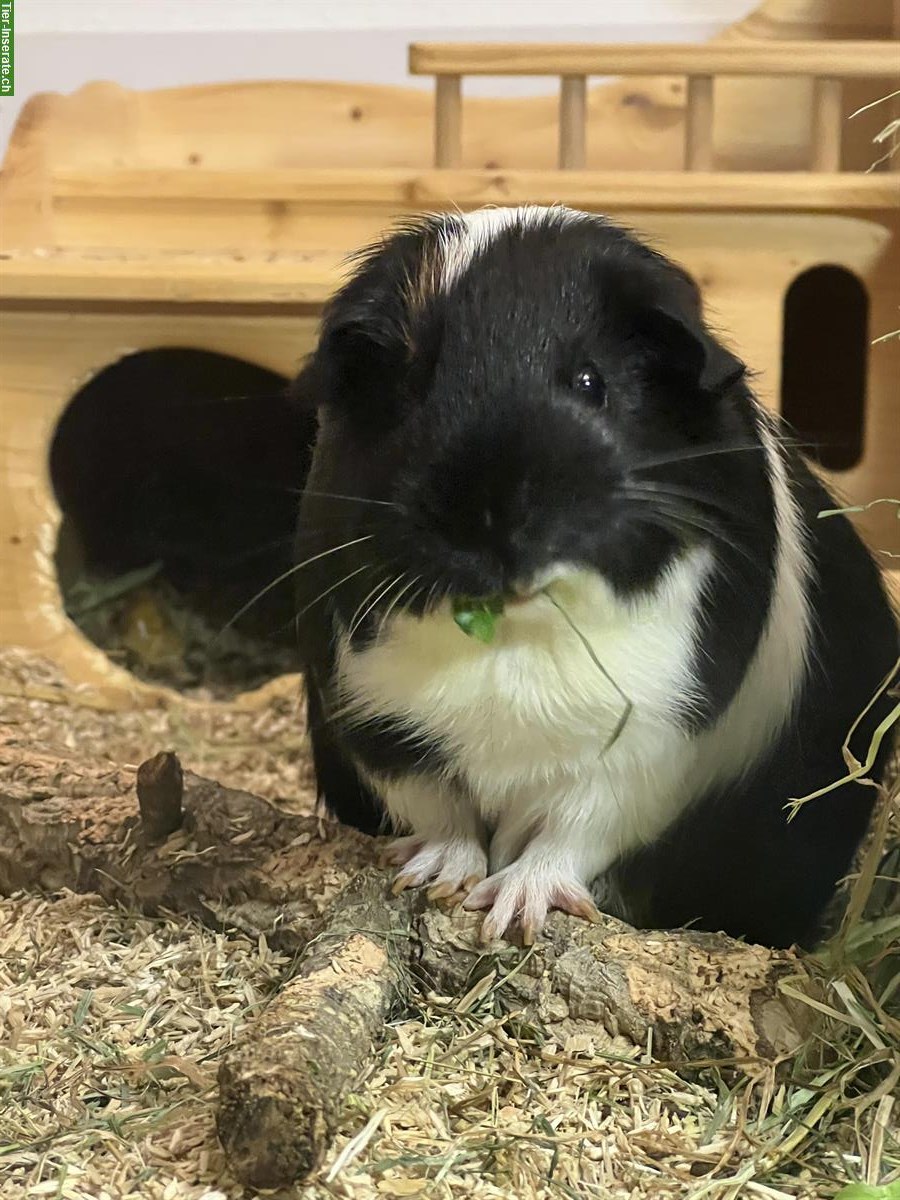Bild 2: 3 Glatthaar Meerschweinchen, männlich kastriert, abzugeben