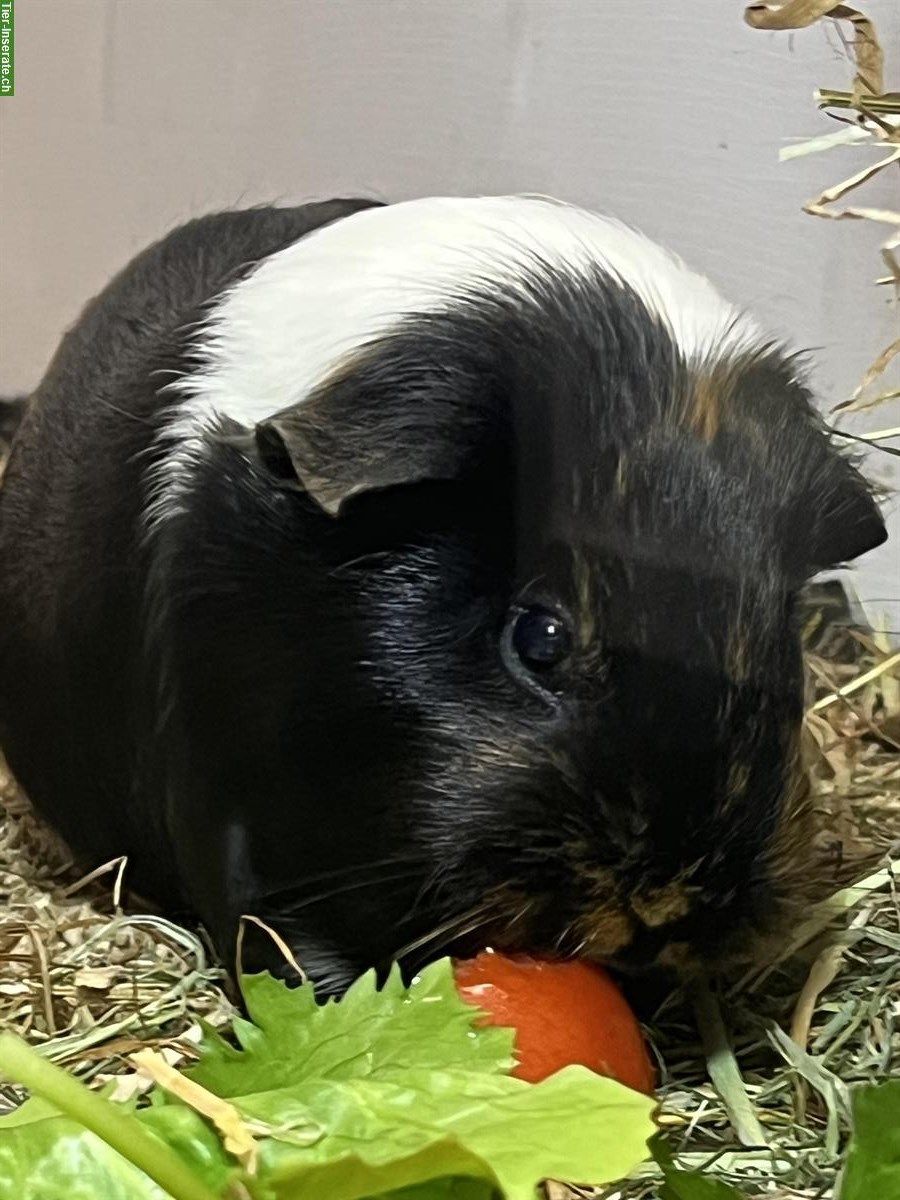 Bild 3: 3 Glatthaar Meerschweinchen, männlich kastriert, abzugeben