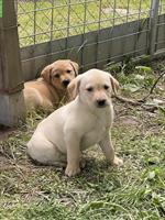 Labrador Welpen, weiblich und männlich