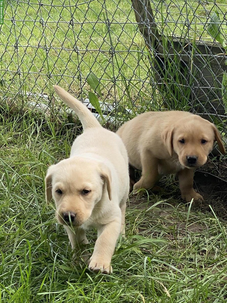 Bild 3: Labrador Welpen, weiblich und männlich