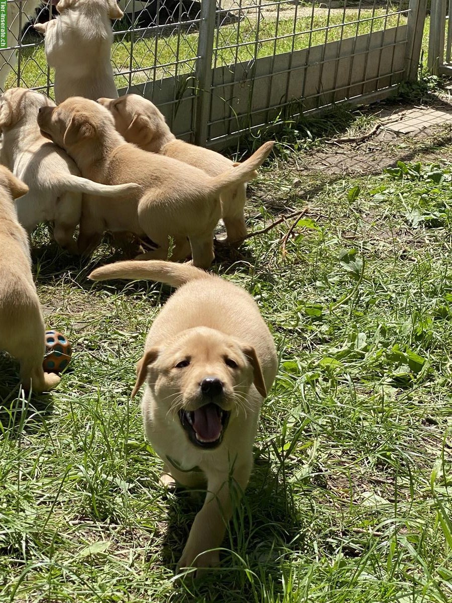 Bild 4: Labrador Welpen, weiblich und männlich