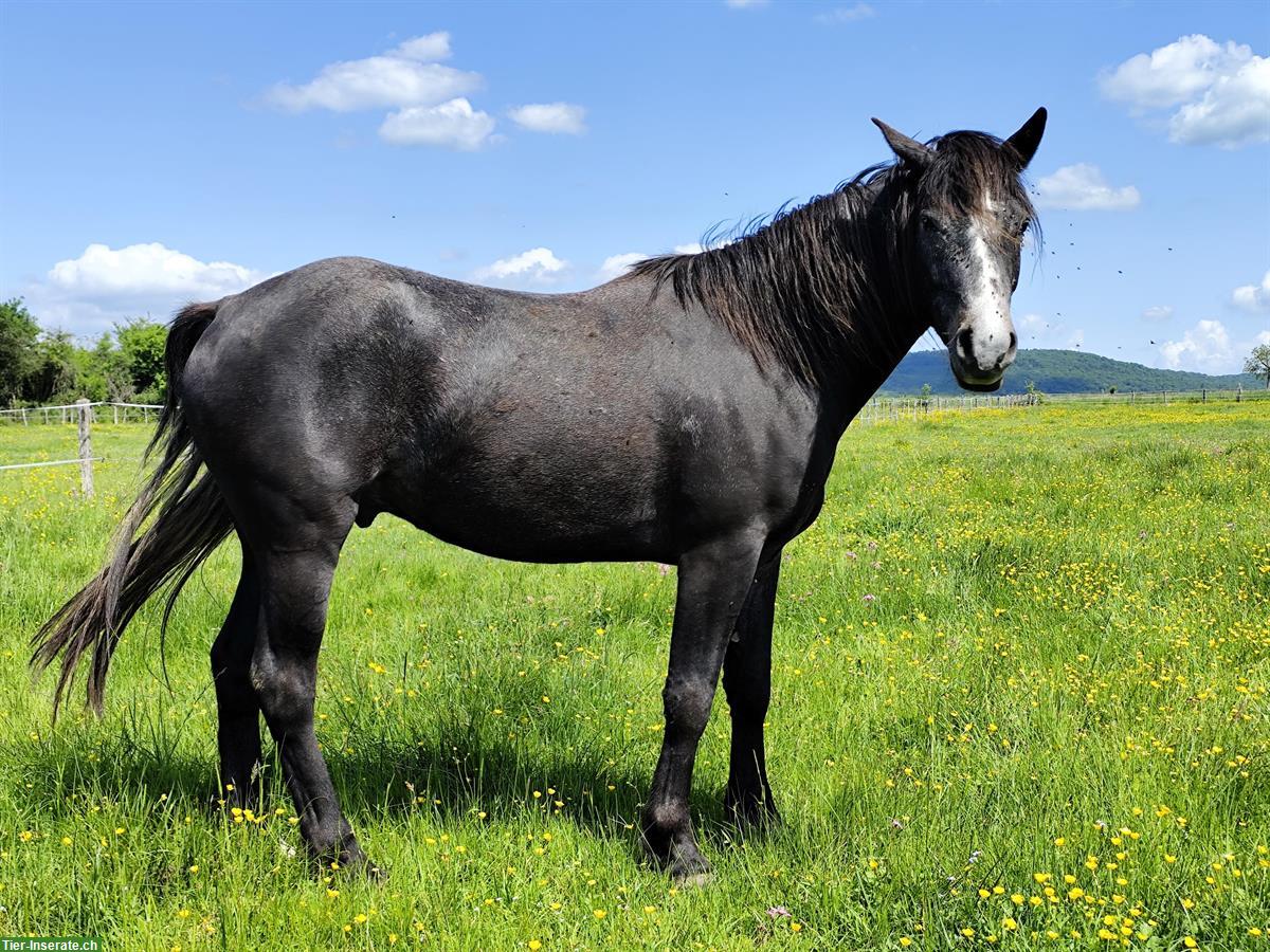 3-jähriger Connemara Wallach zu verkaufen