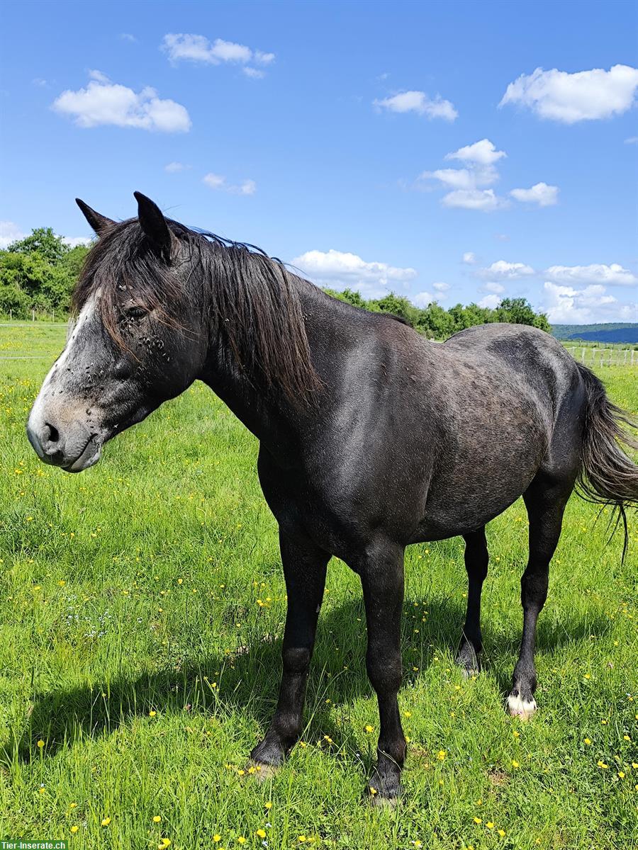 Bild 2: 3-jähriger Connemara Wallach zu verkaufen
