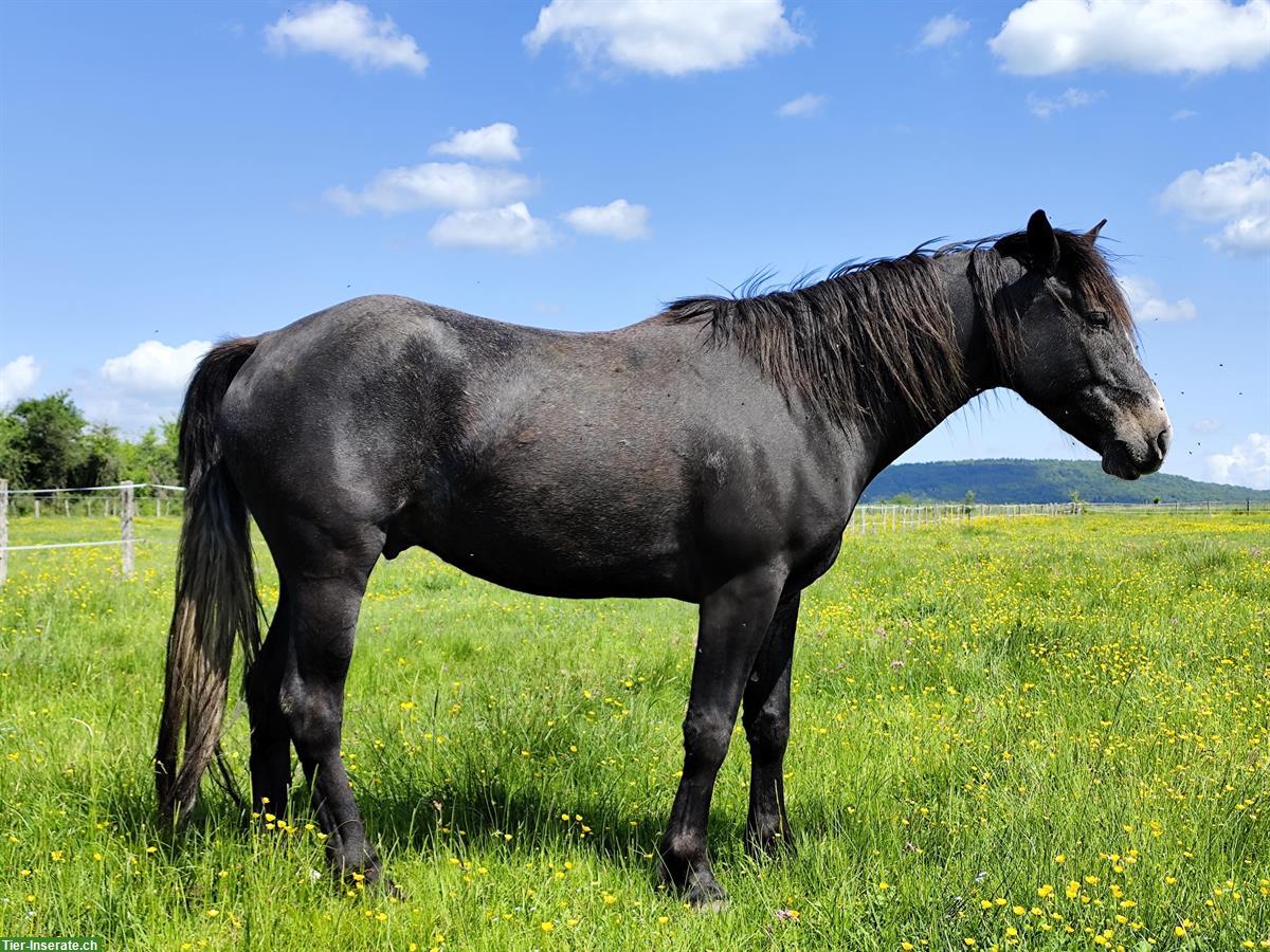 Bild 3: 3-jähriger Connemara Wallach zu verkaufen